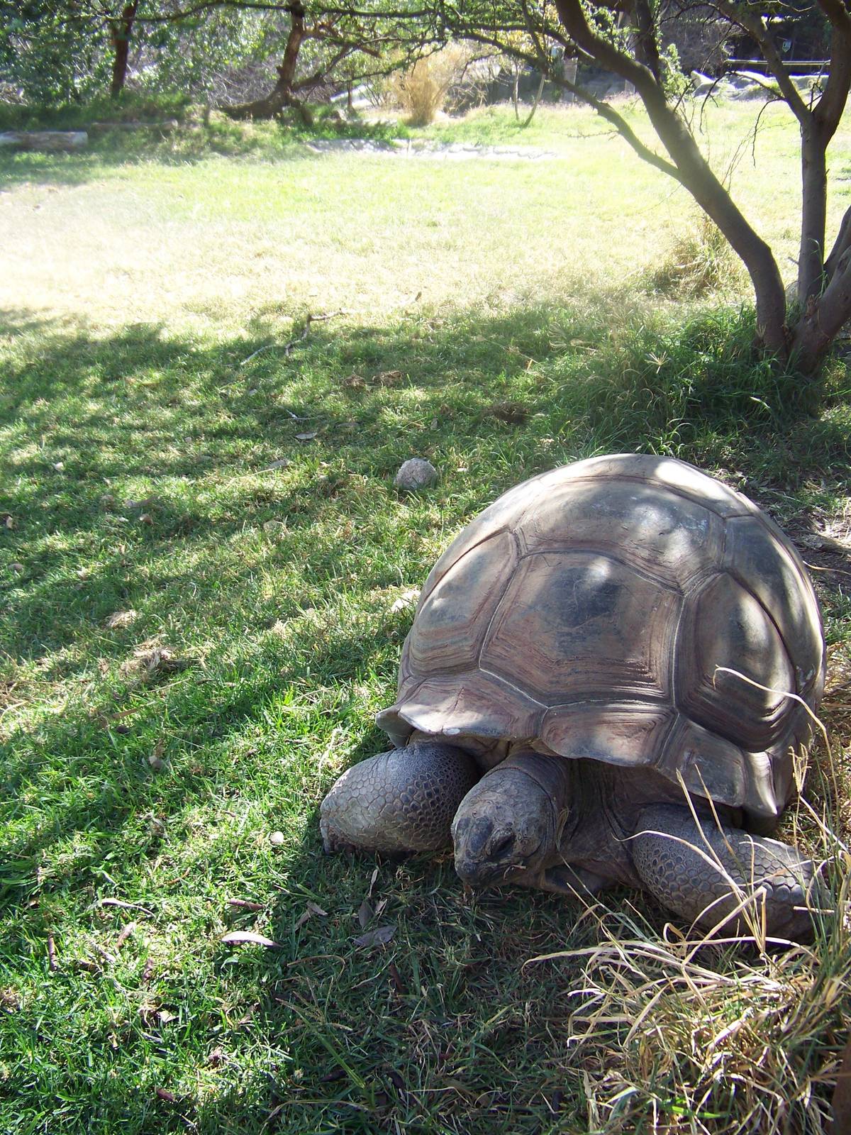 Aldabra Giant Tortoise