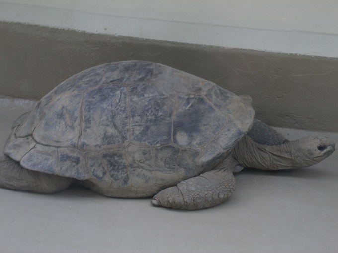 Aldabra Giant Tortoise