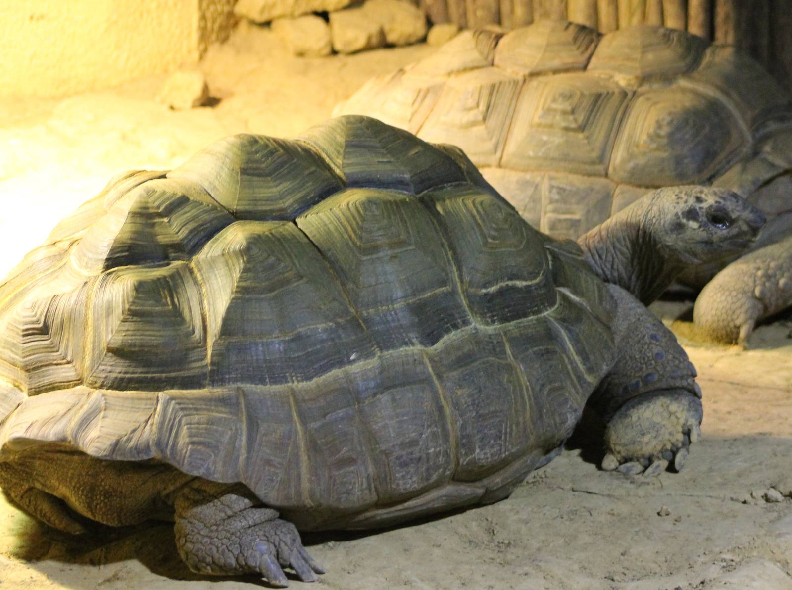 Aldabra giant tortoise