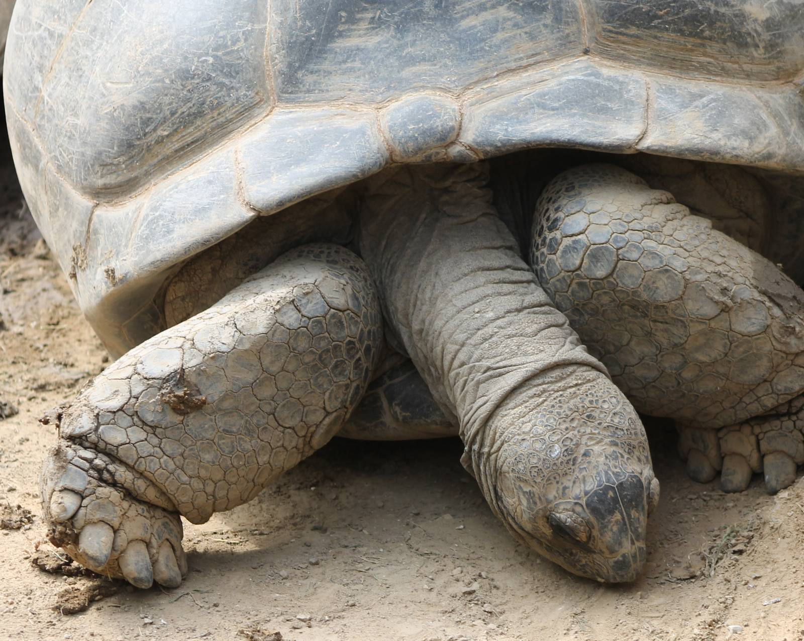 Aldabra giant tortoise
