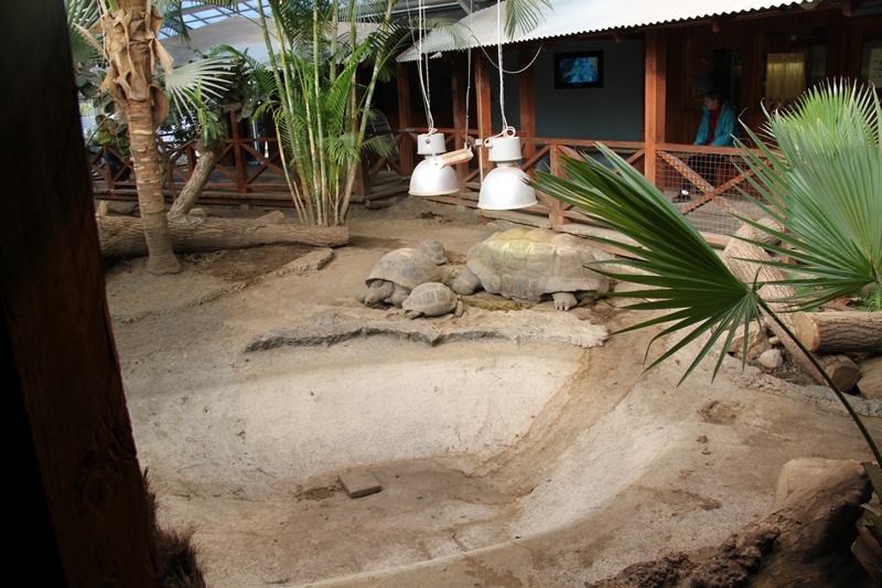 Aldabra Giant Tortoise