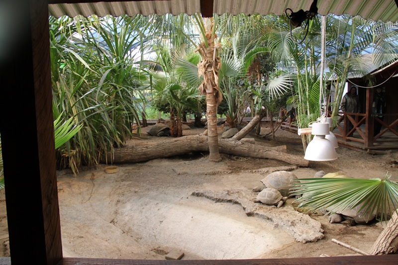 Aldabra Giant Tortoise