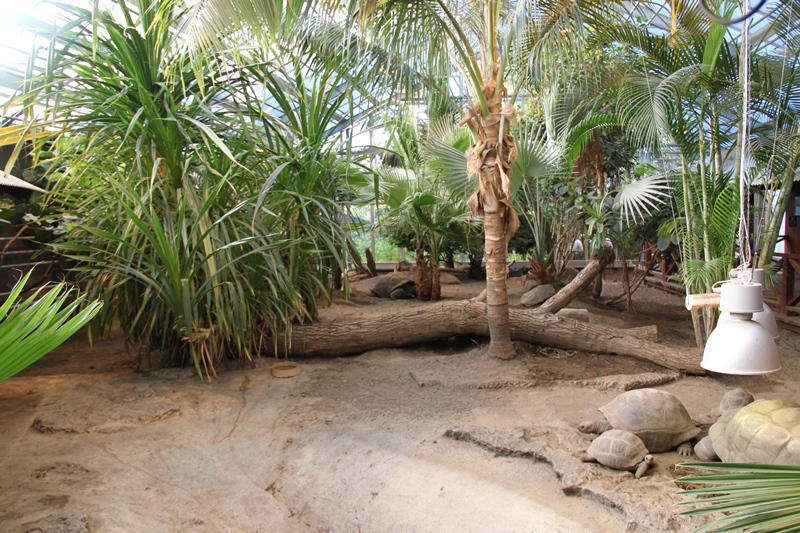 Aldabra Giant Tortoise