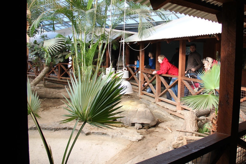 Aldabra Giant Tortoise