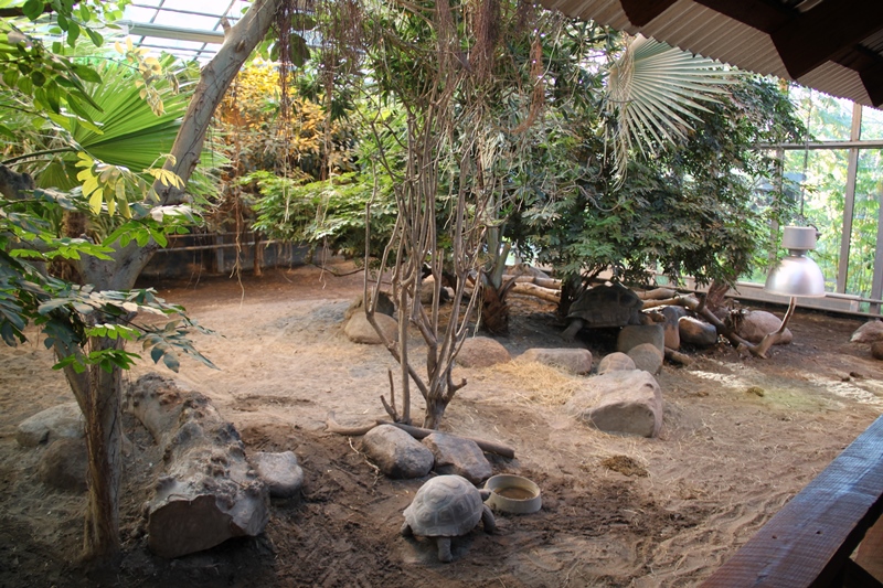 Aldabra Giant Tortoise