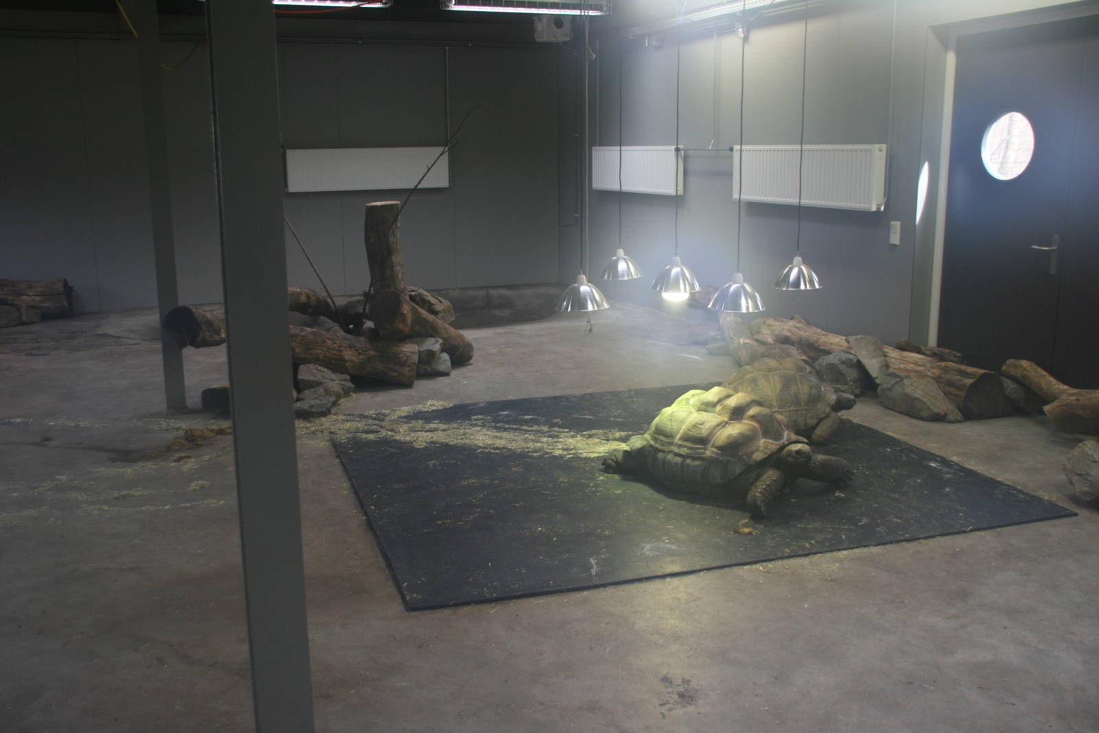 Aldabra giant tortoise