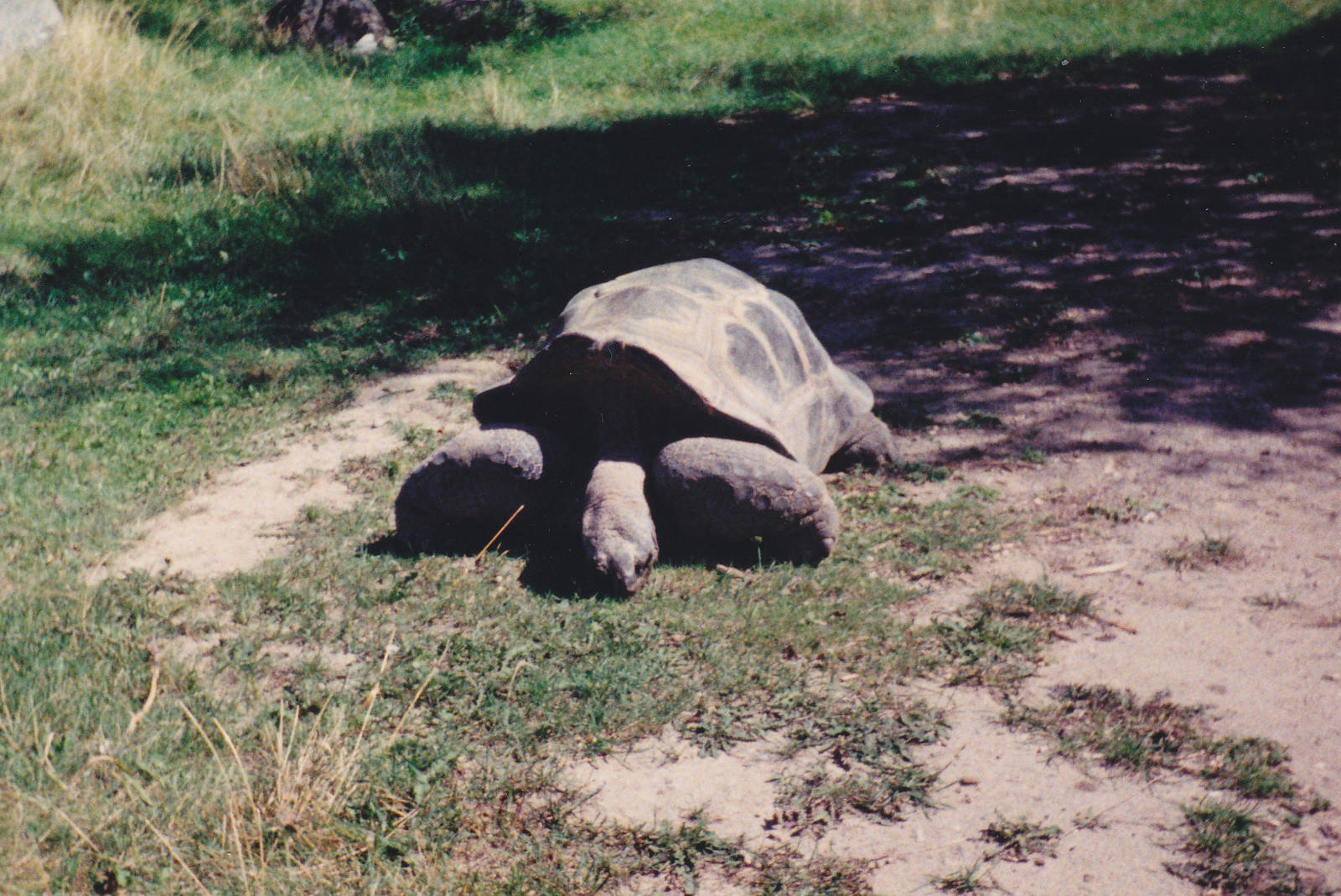 Aldabra Giant Tortoise
