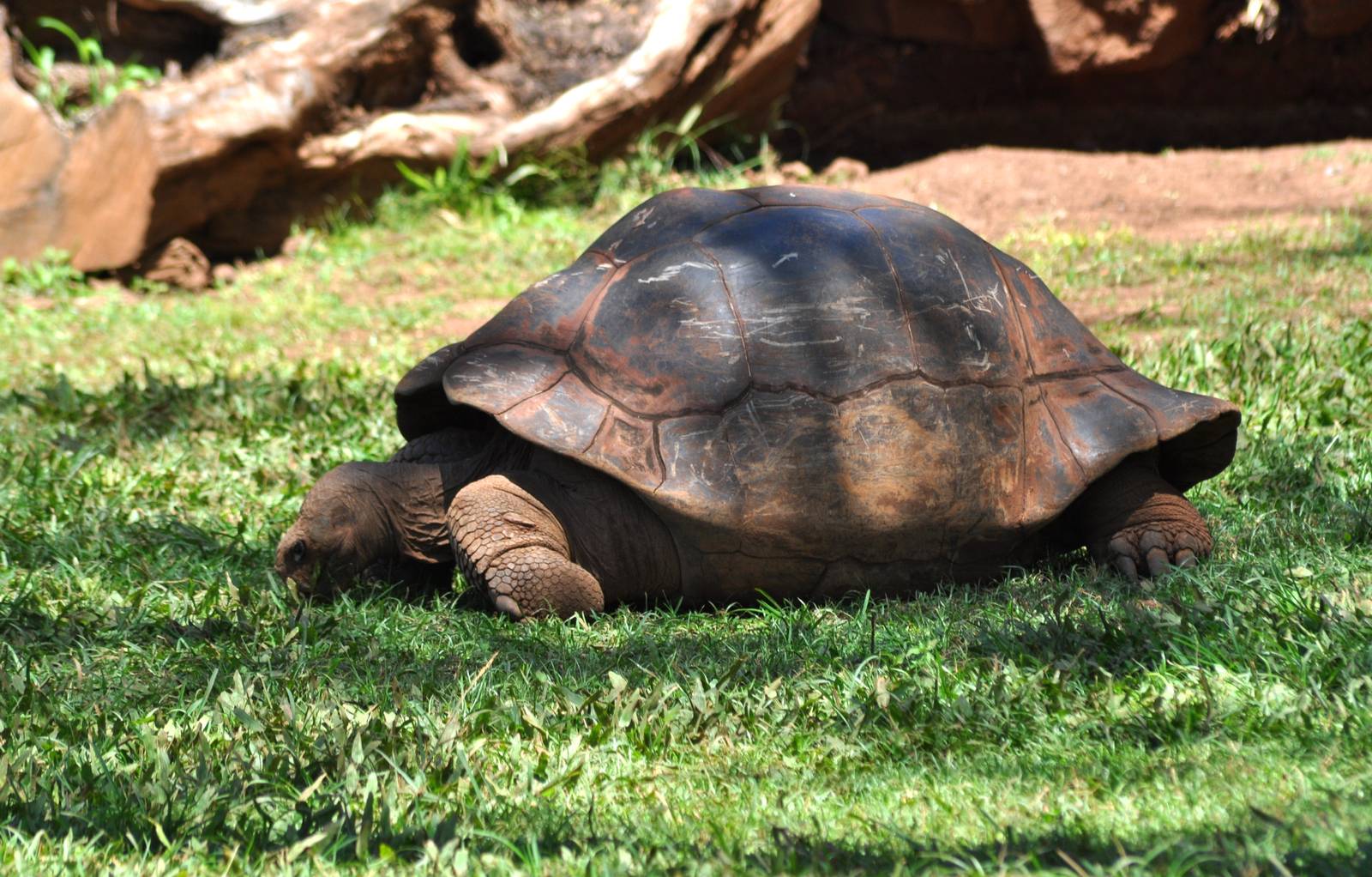 Aldabra Giant Tortoise