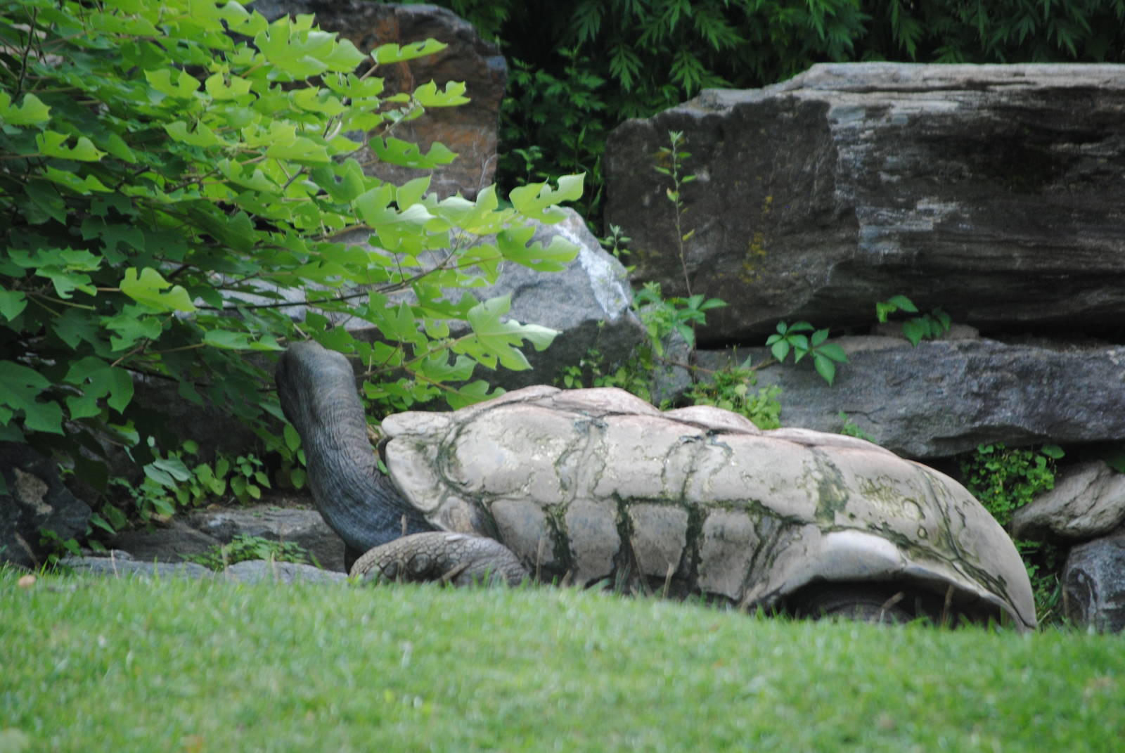 Aldabra Giant Tortoise