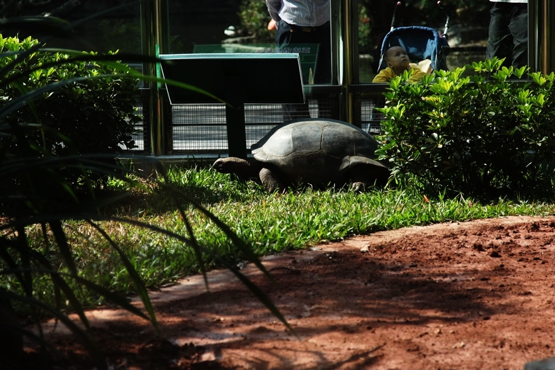 Aldabra giant tortoise