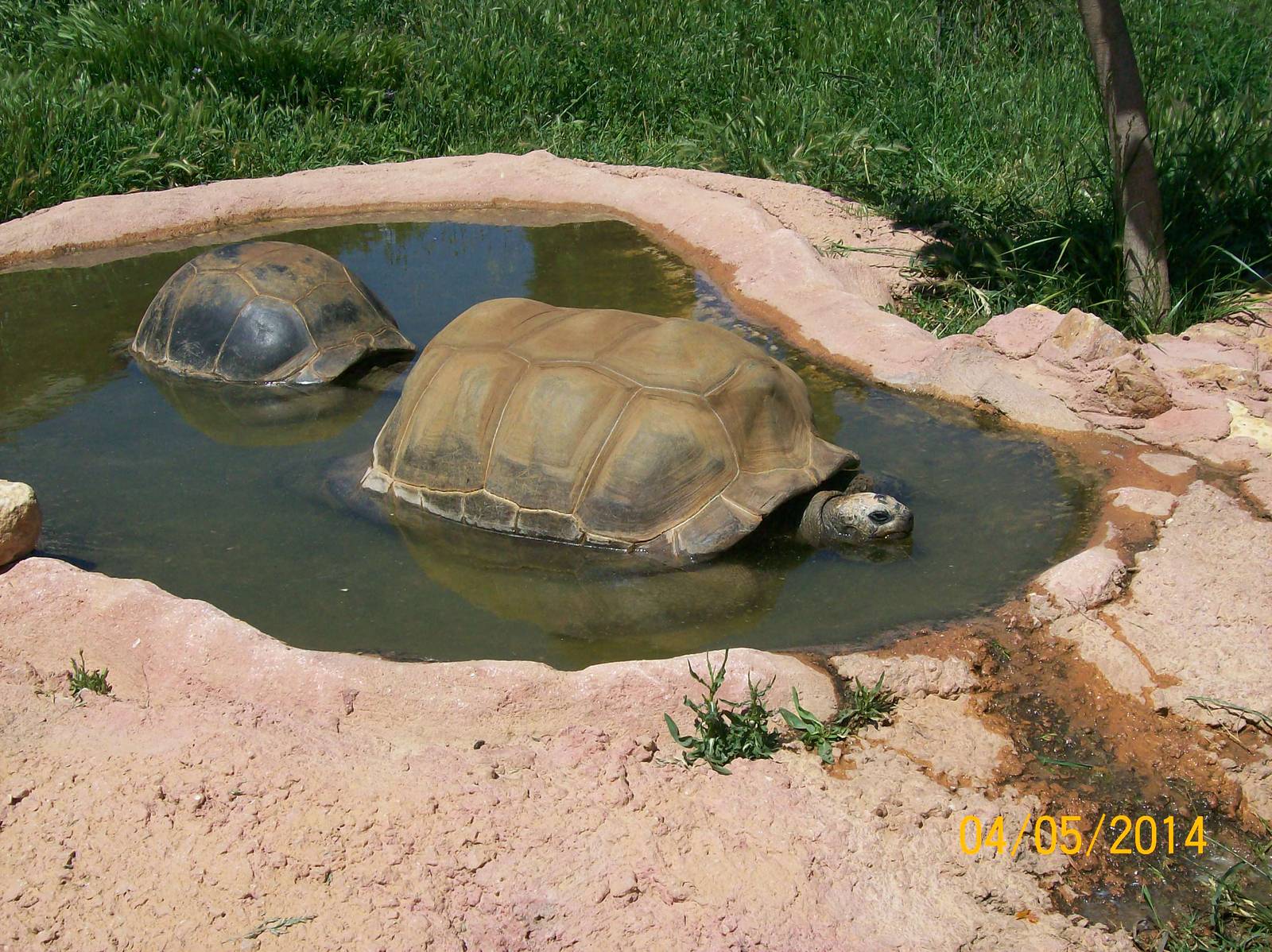 Aldabra giant tortoise