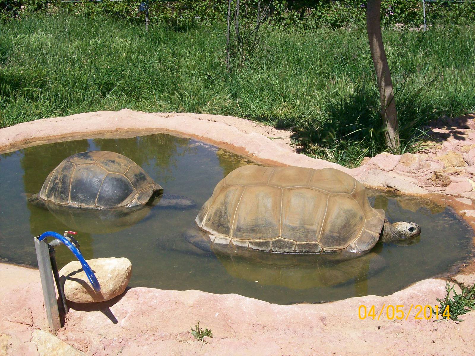 Aldabra giant tortoise