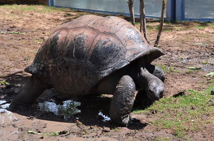 Aldabra Giant Tortoise
