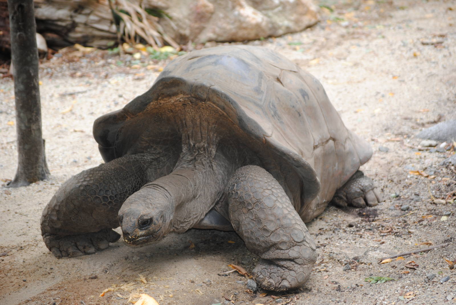 Aldabra Giant Tortoise