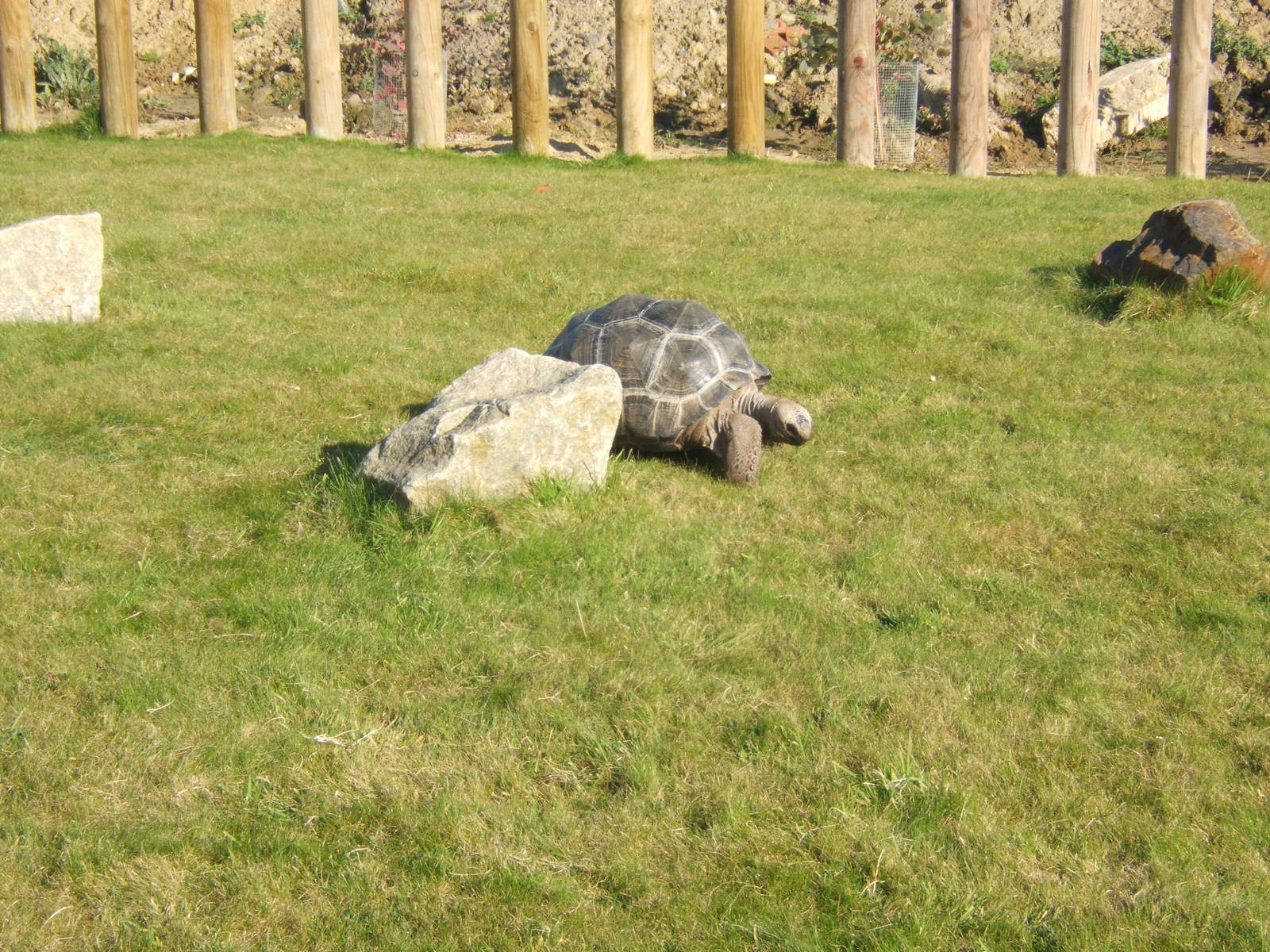 Aldabra Giant Tortoise