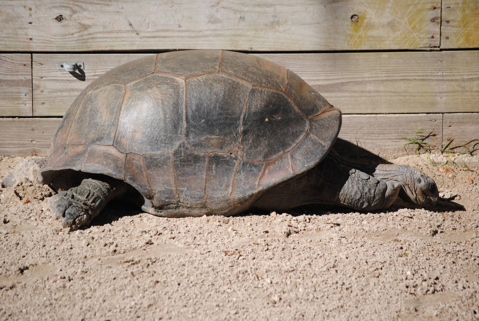 Aldabra Giant Tortoise