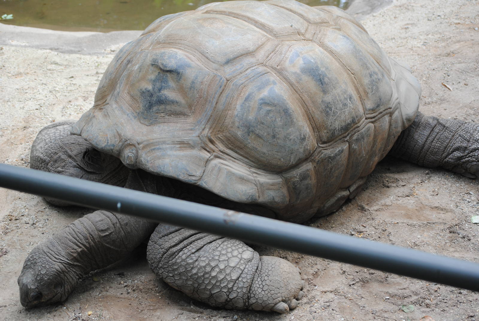 Aldabra Giant Tortoise