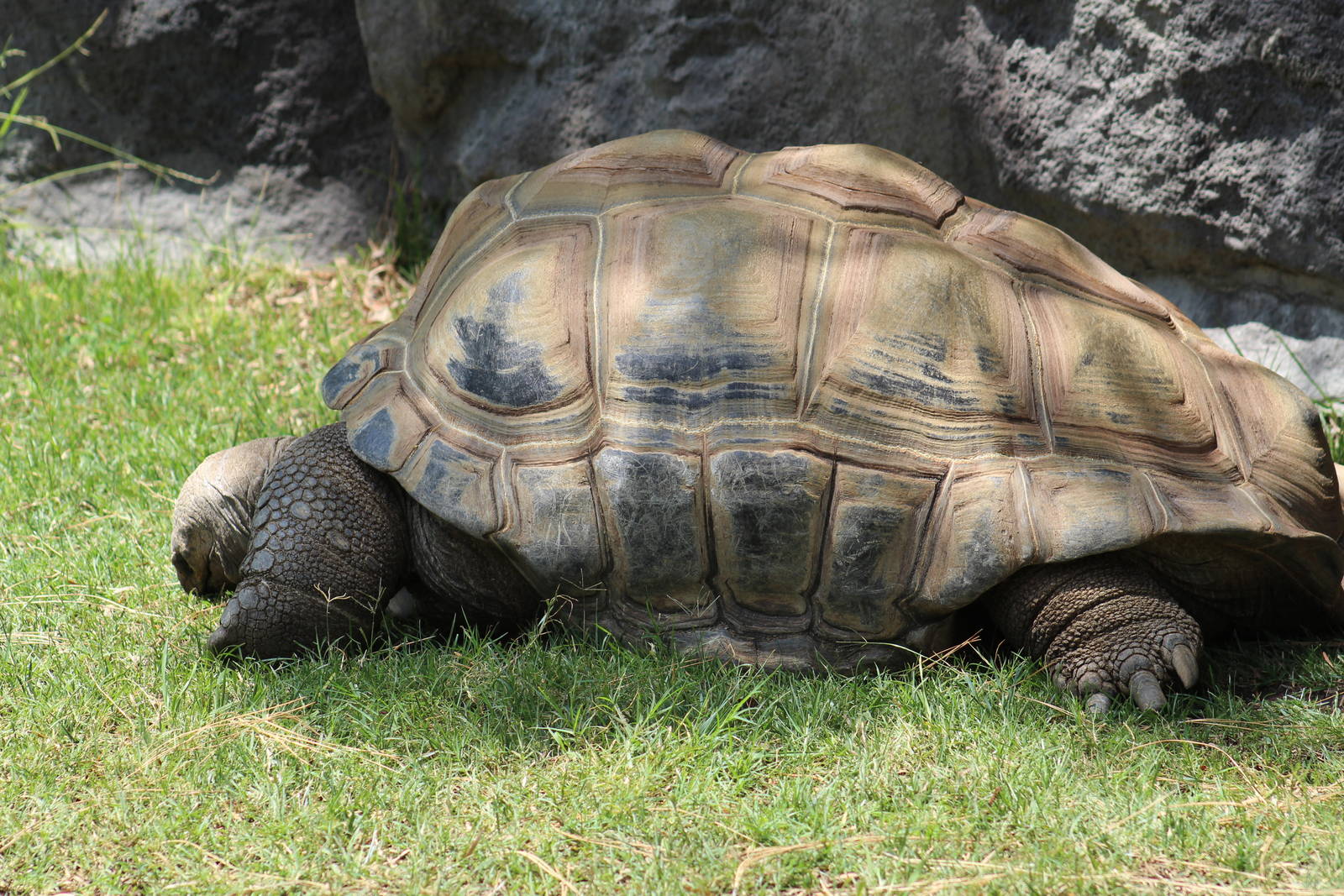 Aldabra Giant Tortoise