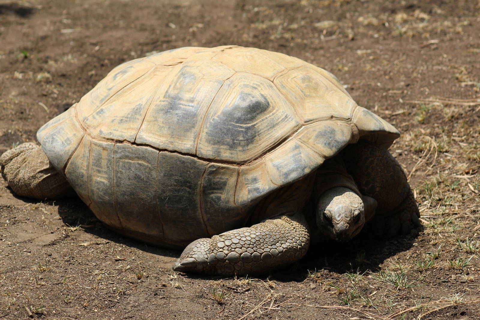 Aldabra Giant Tortoise