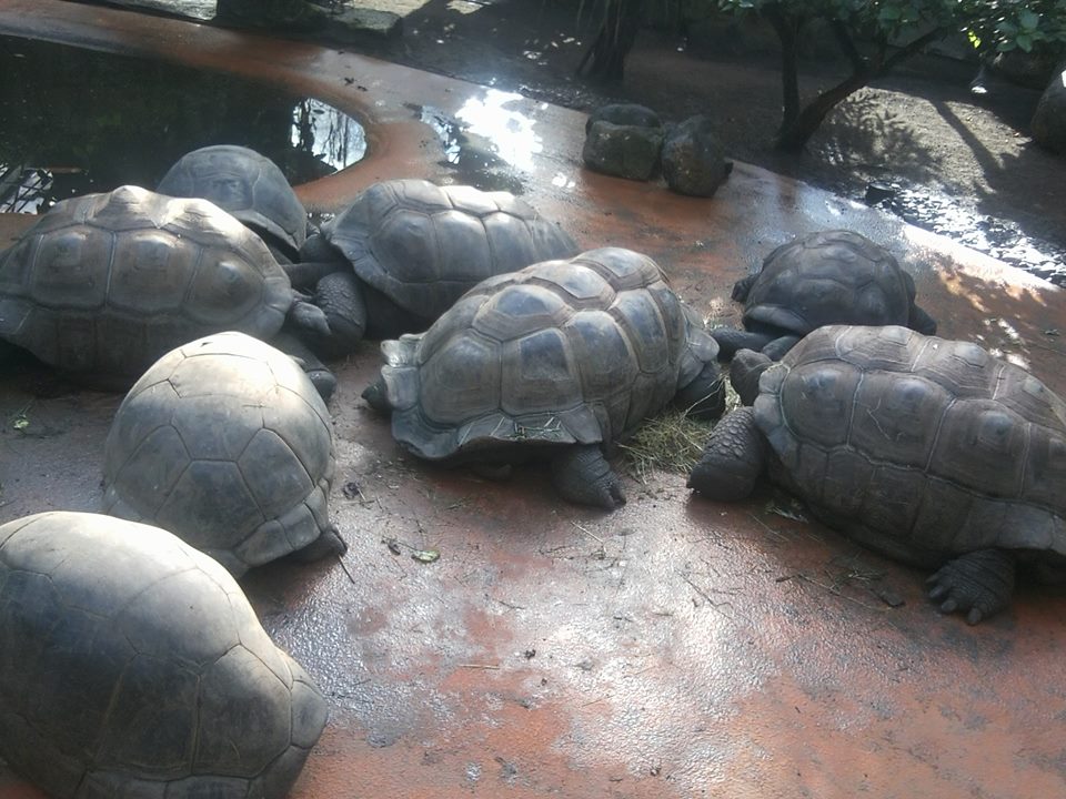 Aldabra giant tortoise
