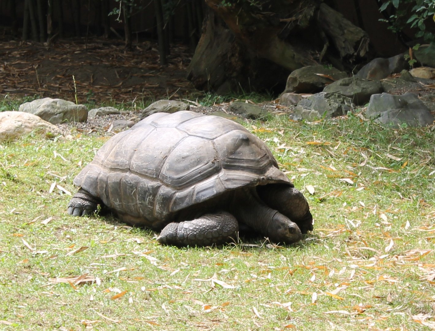 Aldabra giant tortoise