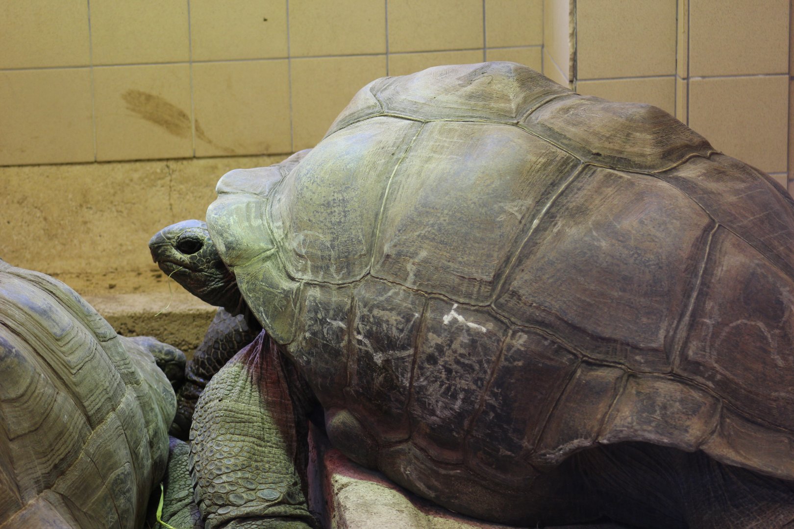 Aldabra Giant Tortoise