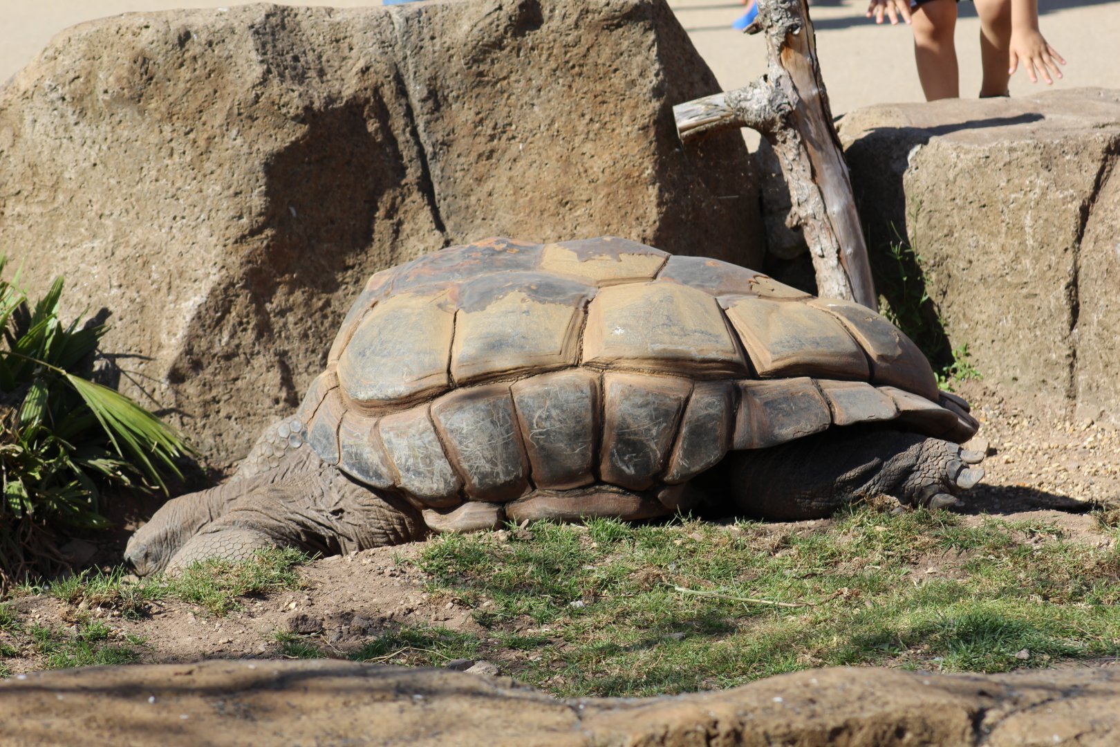 Aldabra Giant Tortoise