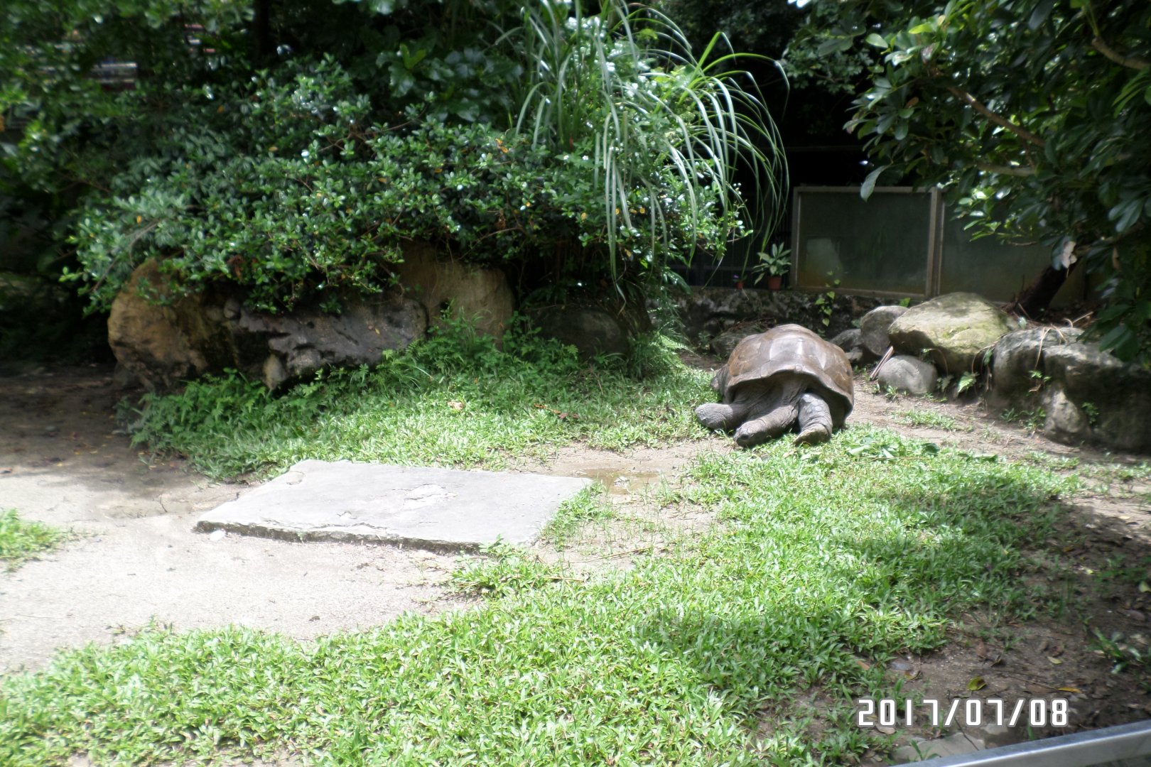 Aldabra giant tortoise