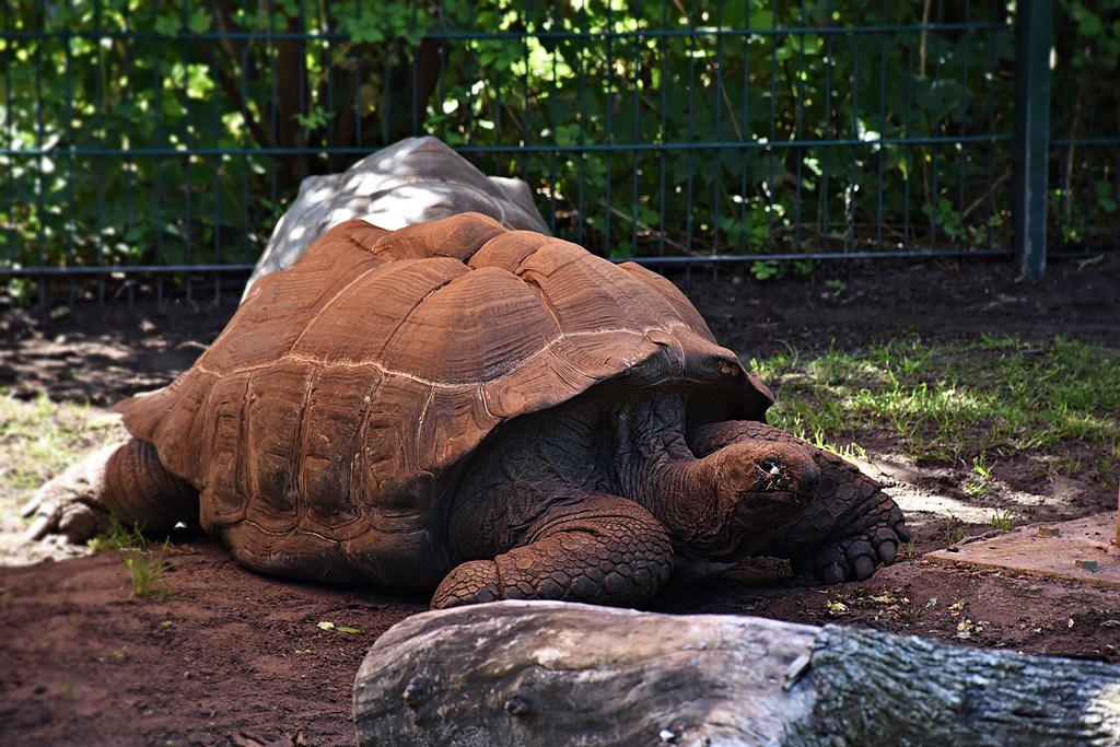 Aldabra giant tortoise