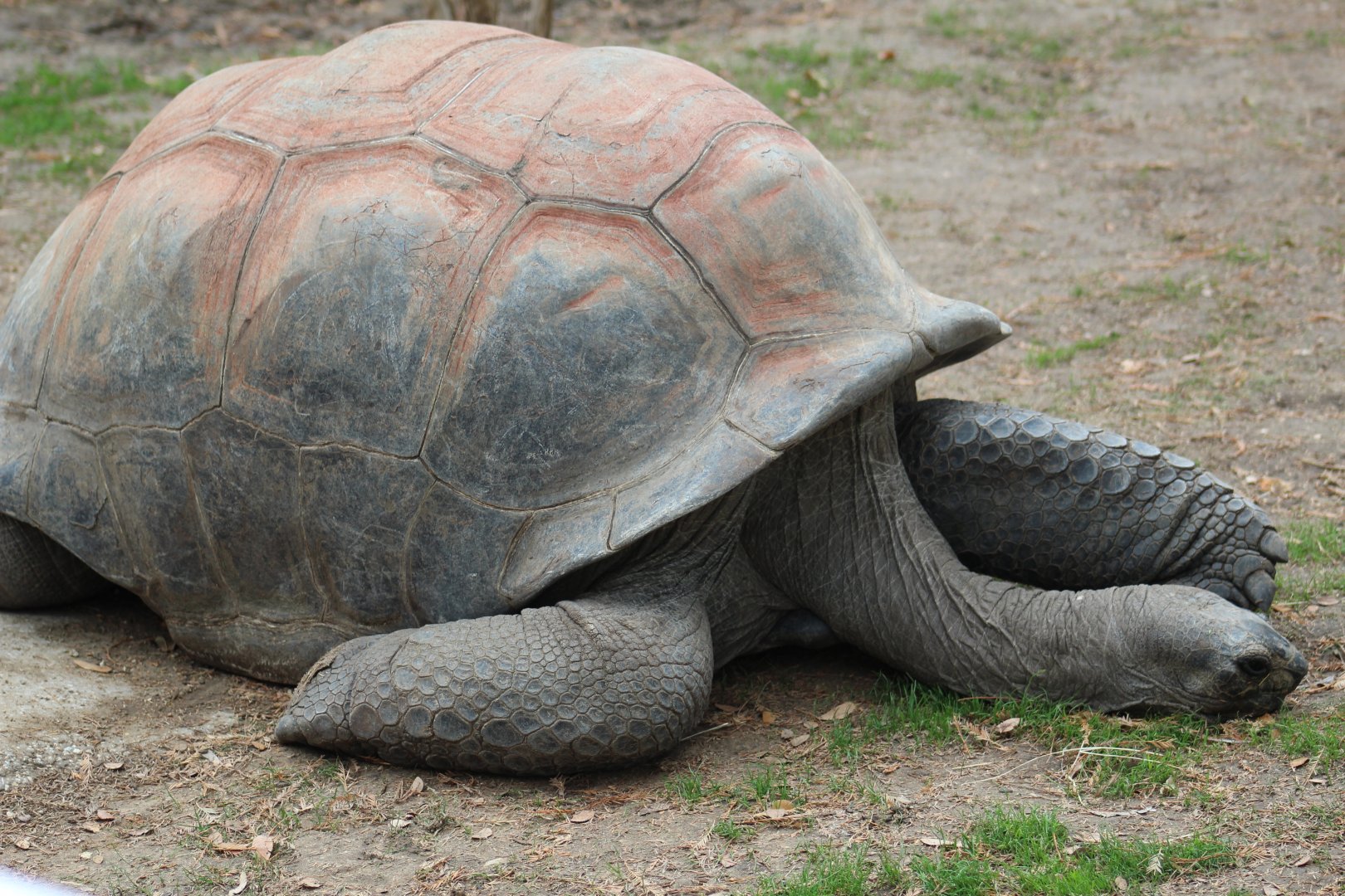 Aldabra Giant Tortoise