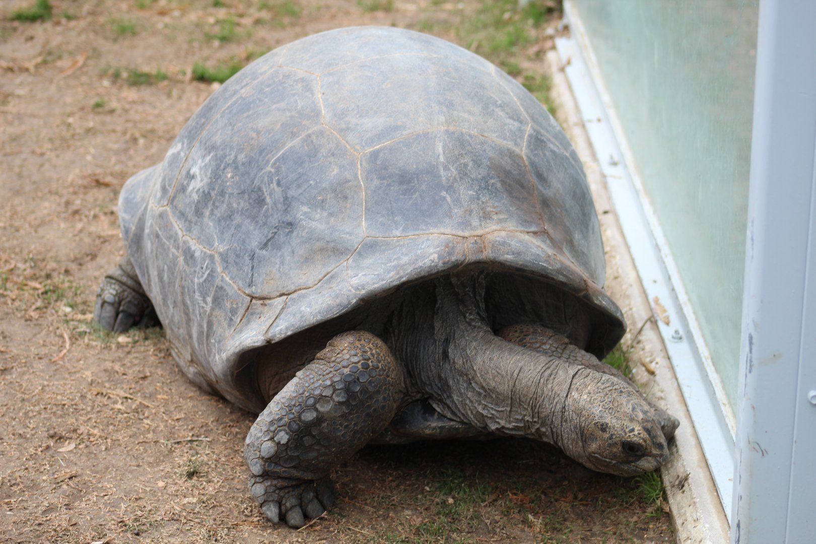 Aldabra Giant Tortoise