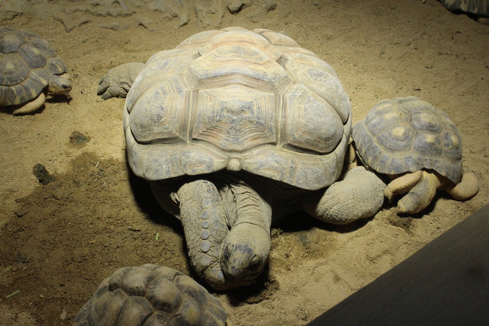Aldabra giant tortoise
