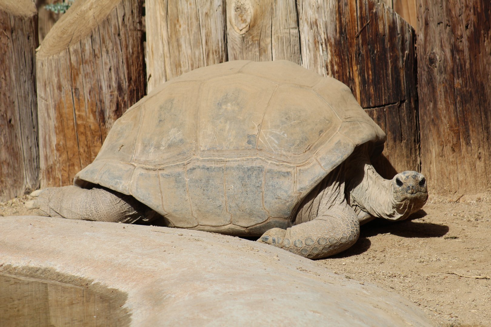 Aldabra Giant Tortoise