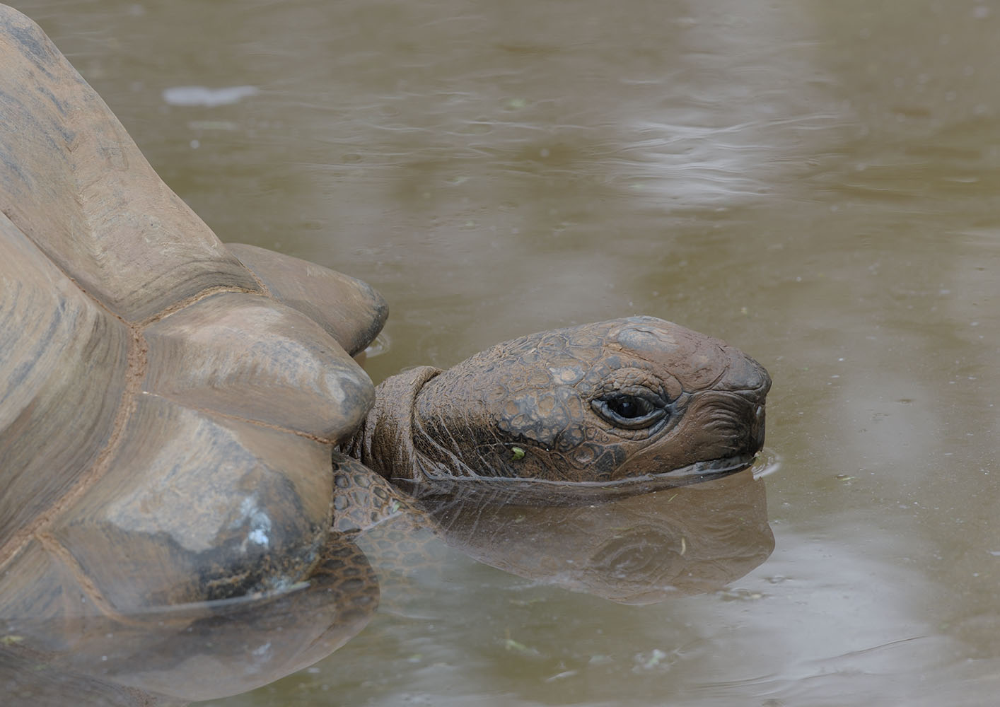 Aldabra giant tortoise