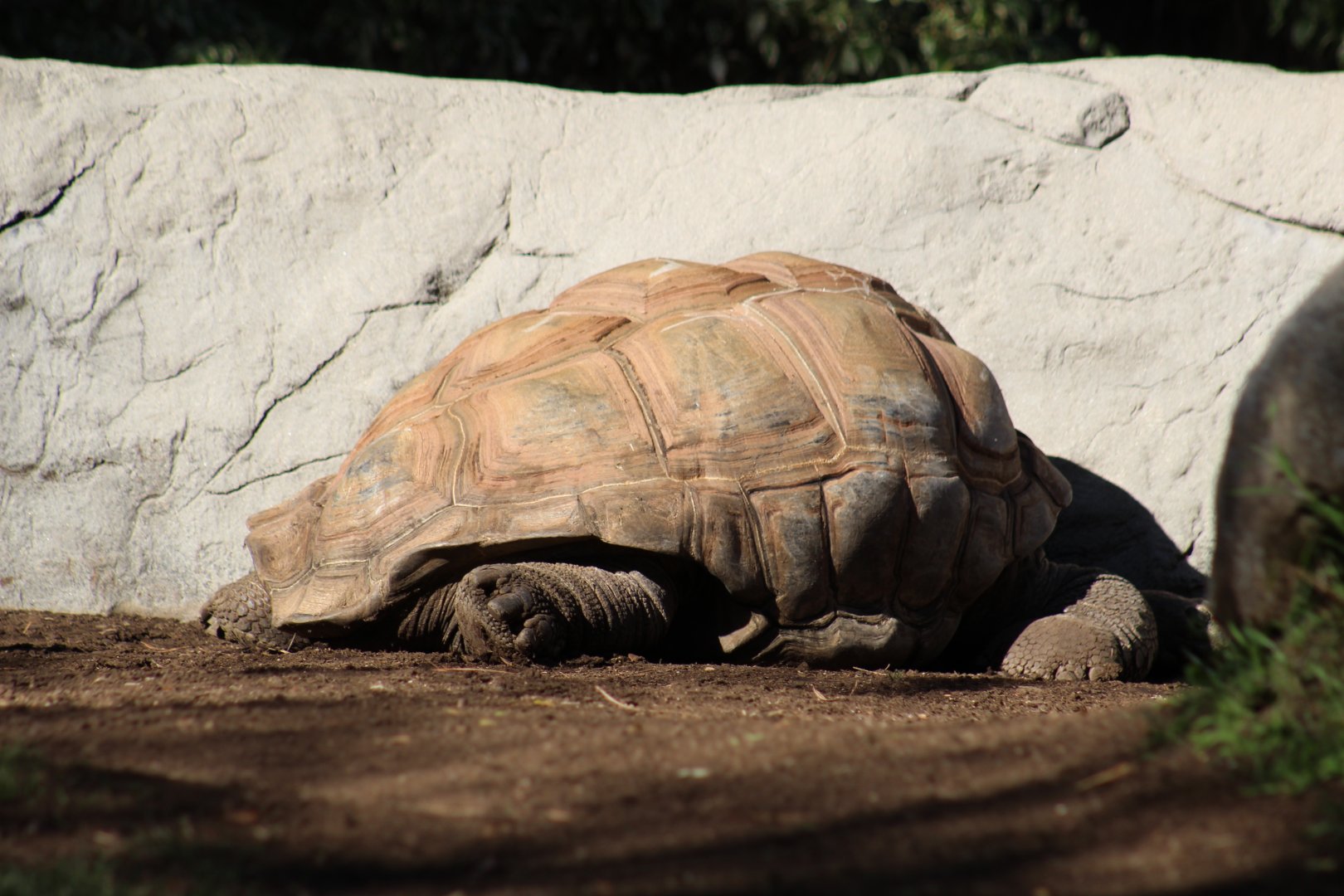 Aldabra Giant Tortoise