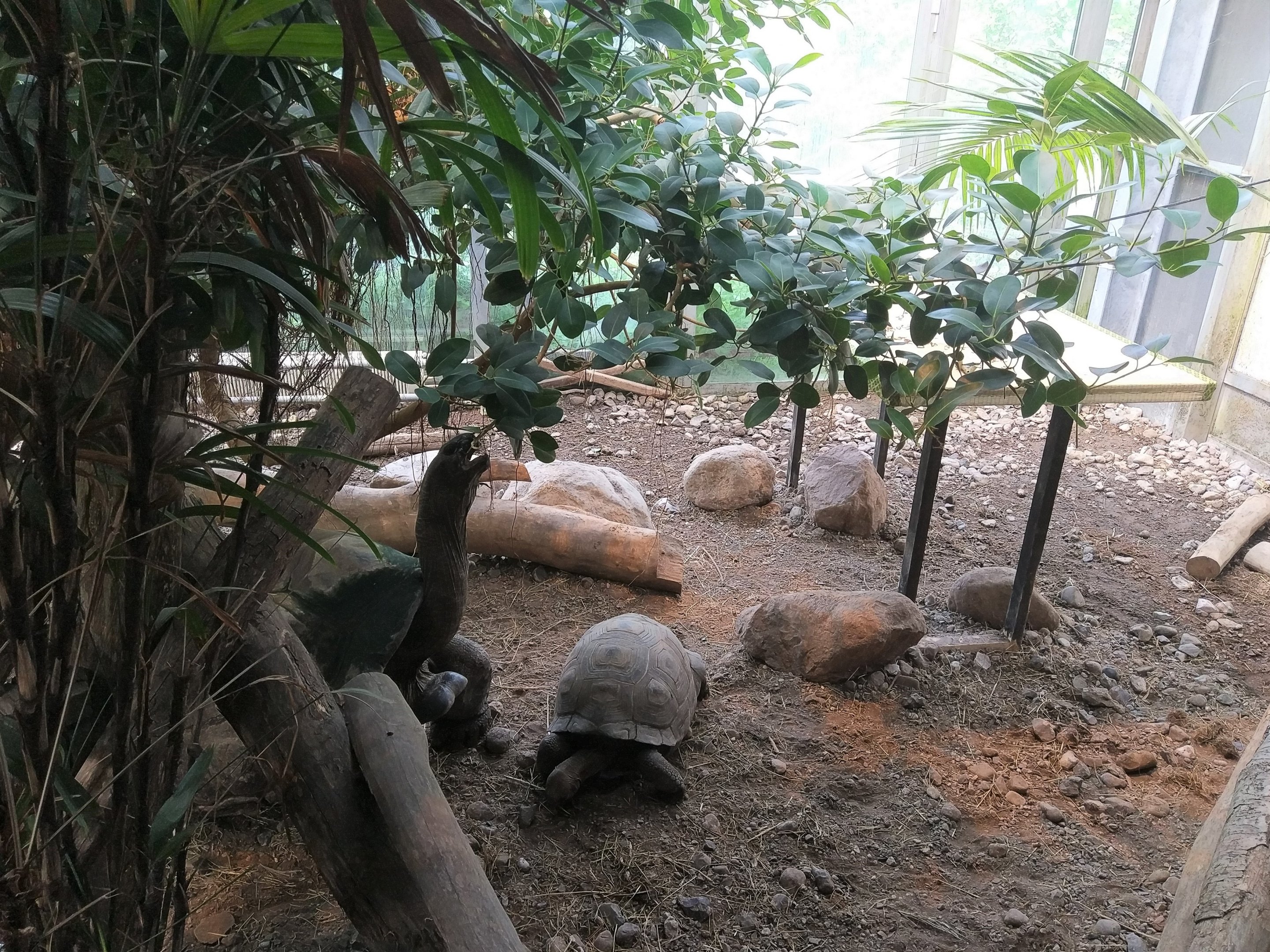 Aldabra Giant Tortoise