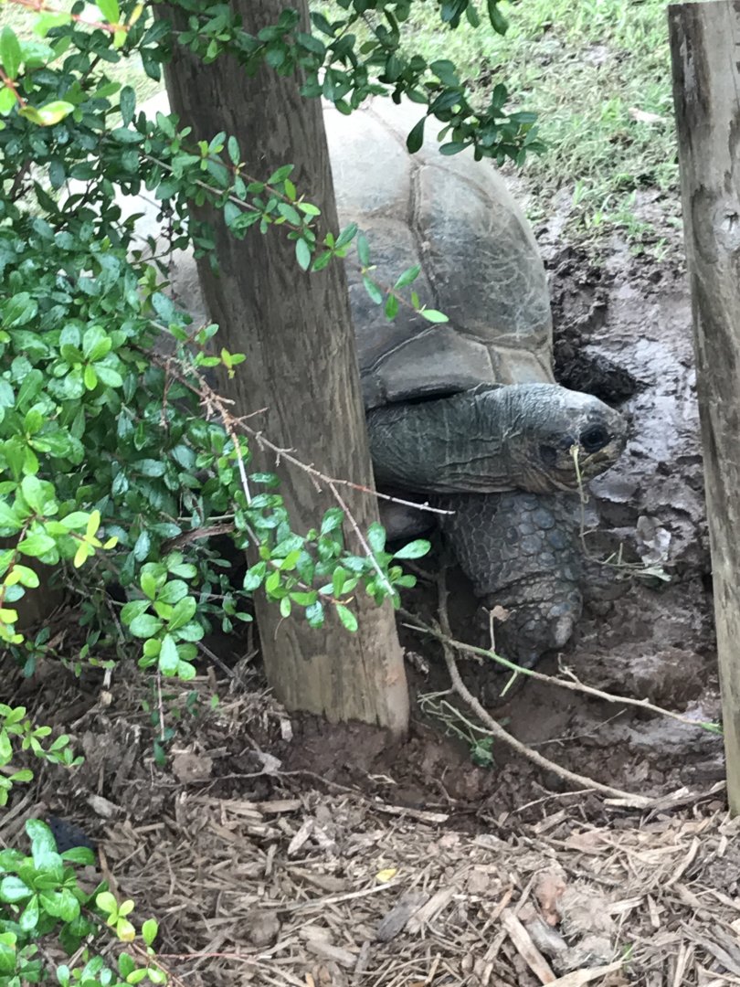 Aldabra giant tortoise