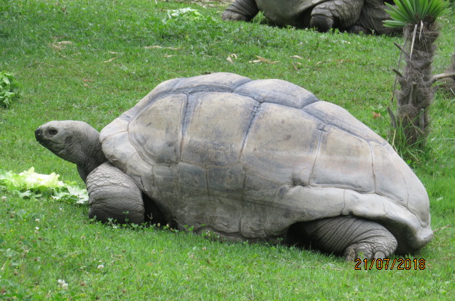 Aldabra Giant Tortoise