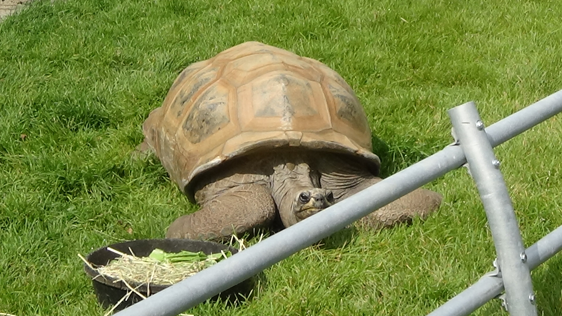Aldabra giant tortoise
