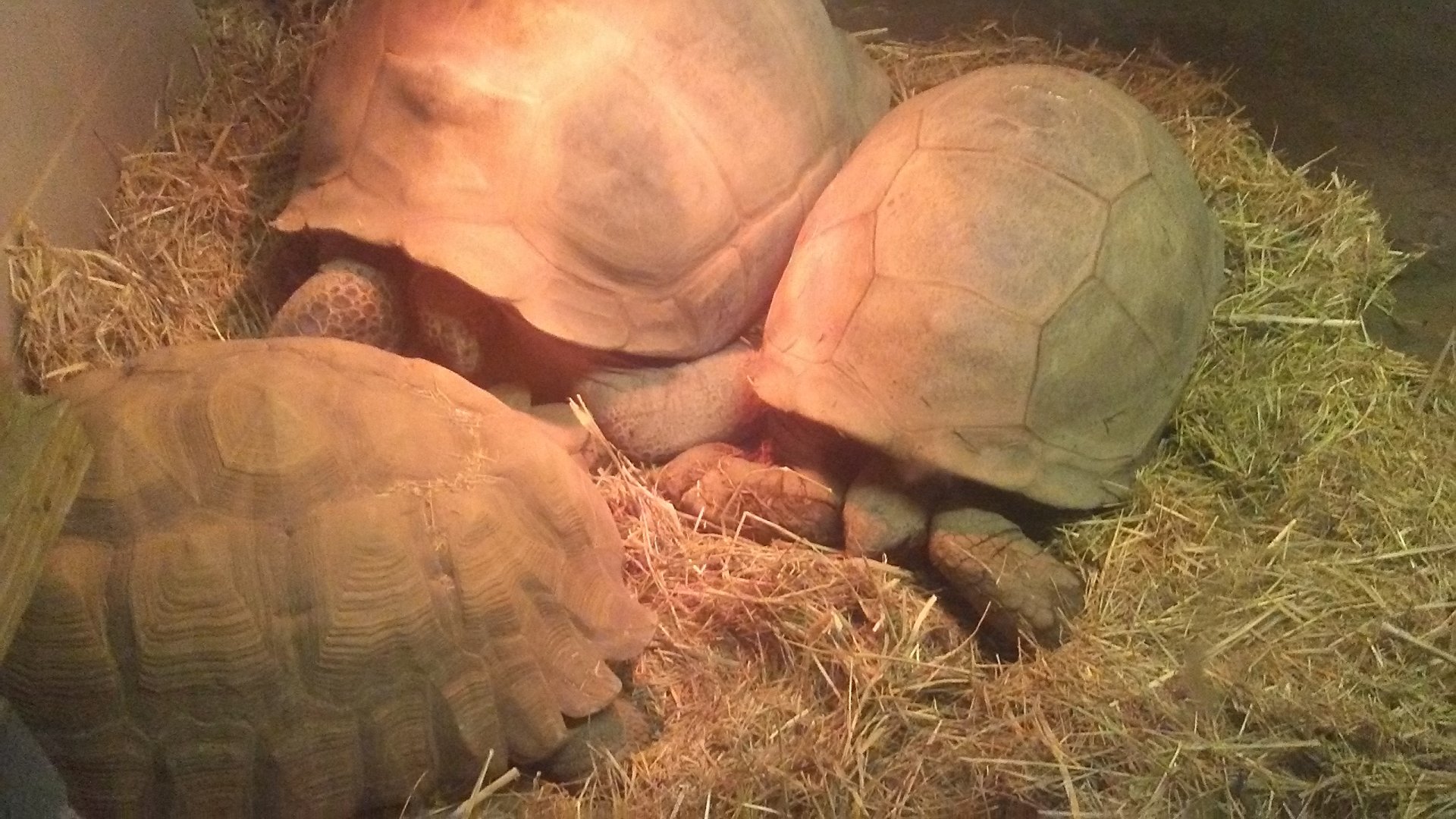 Aldabra giant tortoise