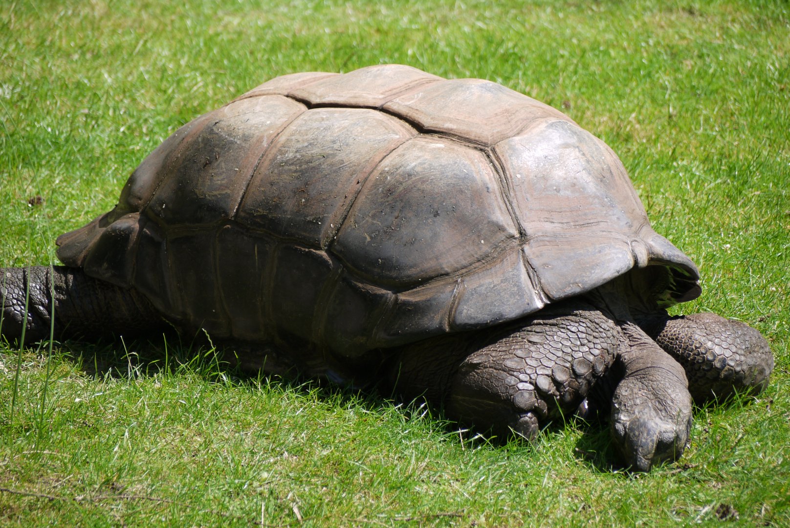 Aldabra Giant Tortoise