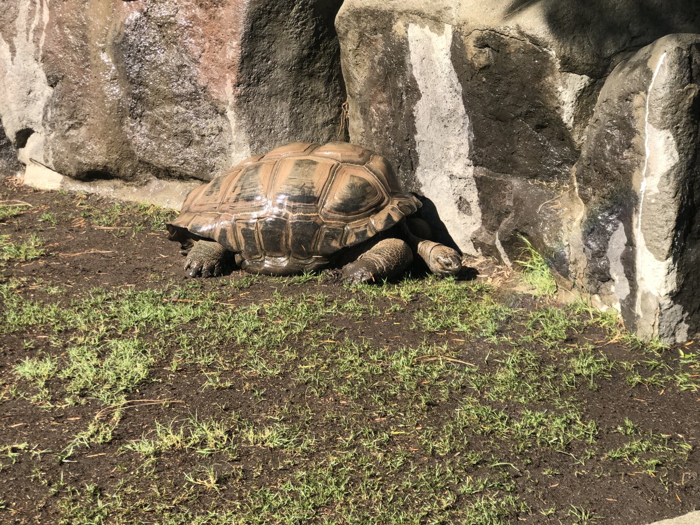 Aldabra giant tortoise