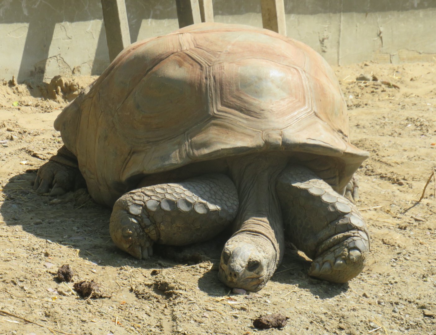 Aldabra giant tortoise