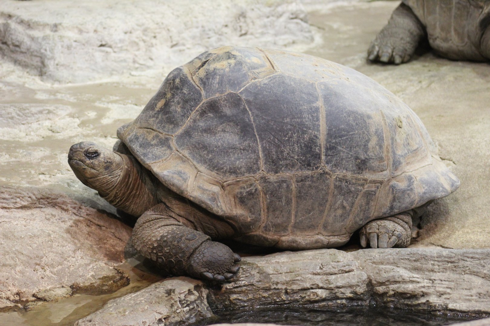 Aldabra Giant Tortoise