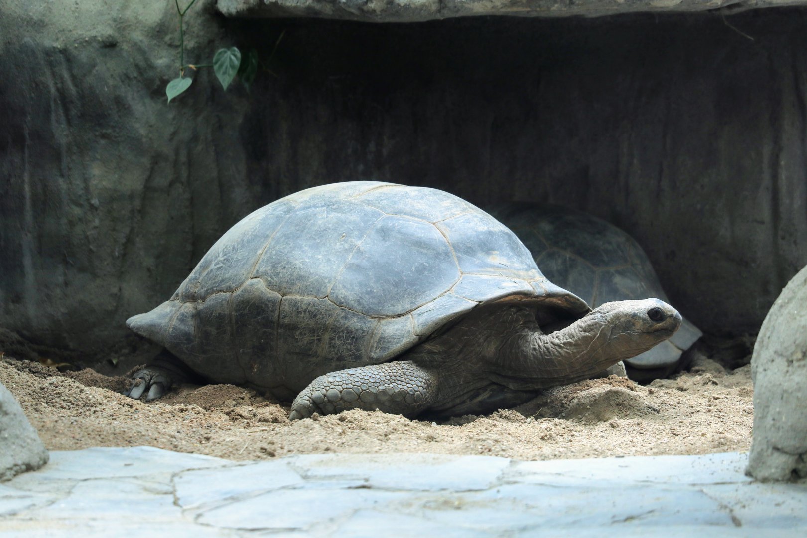 Aldabra Giant Tortoise