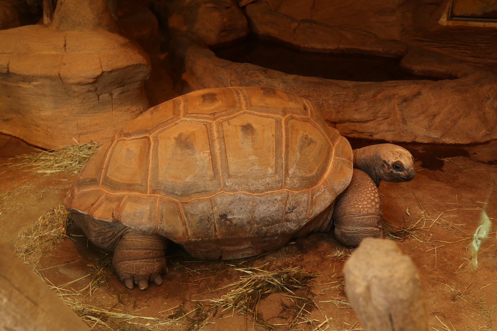 Aldabra Giant Tortoise