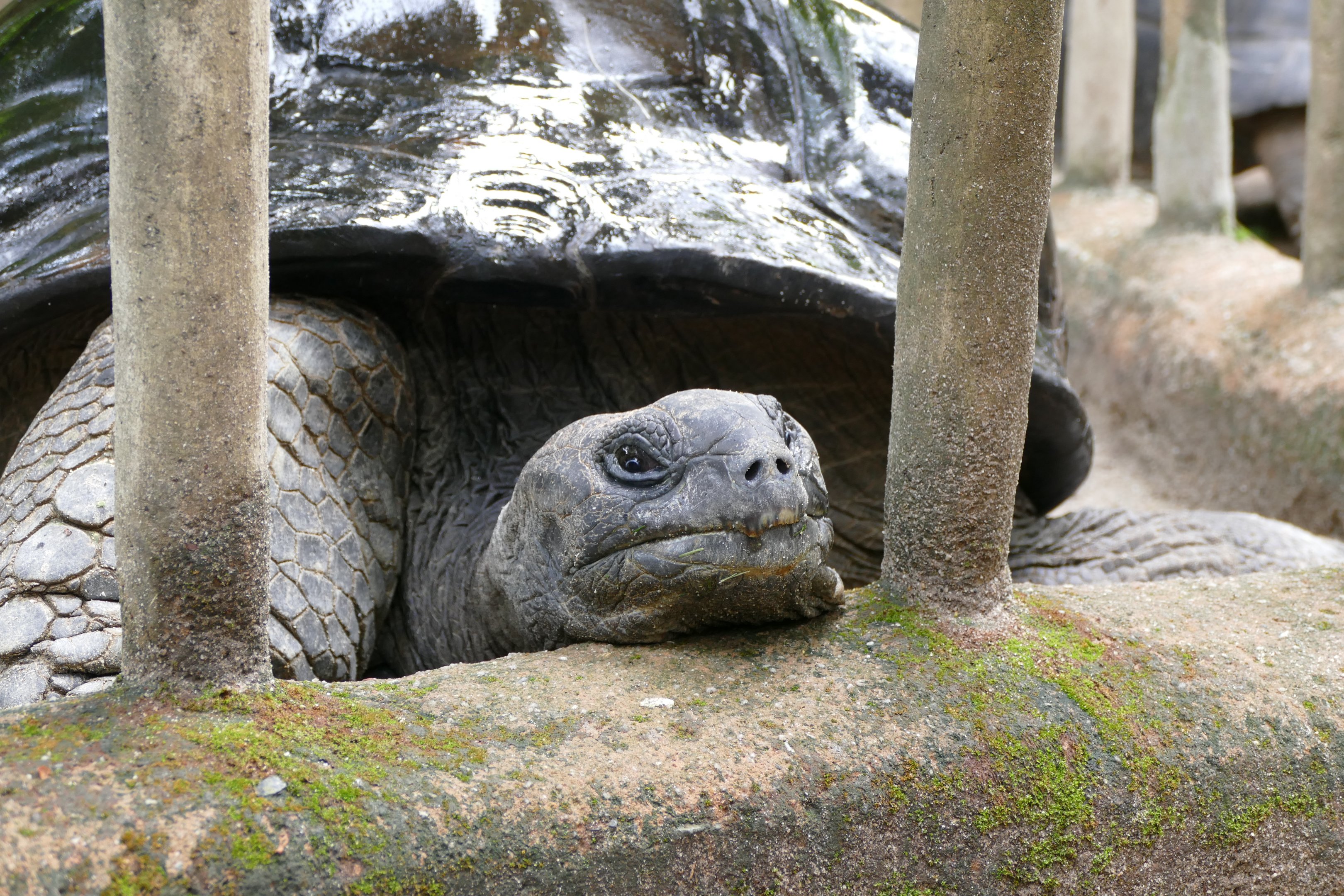 Aldabra Giant Tortoise