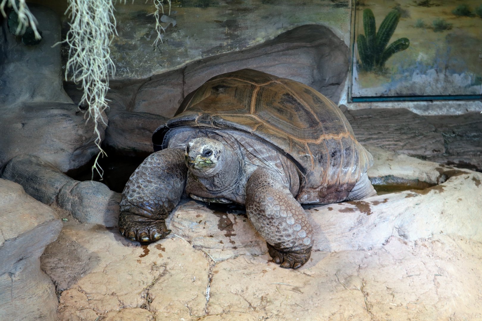 Aldabra Giant Tortoise