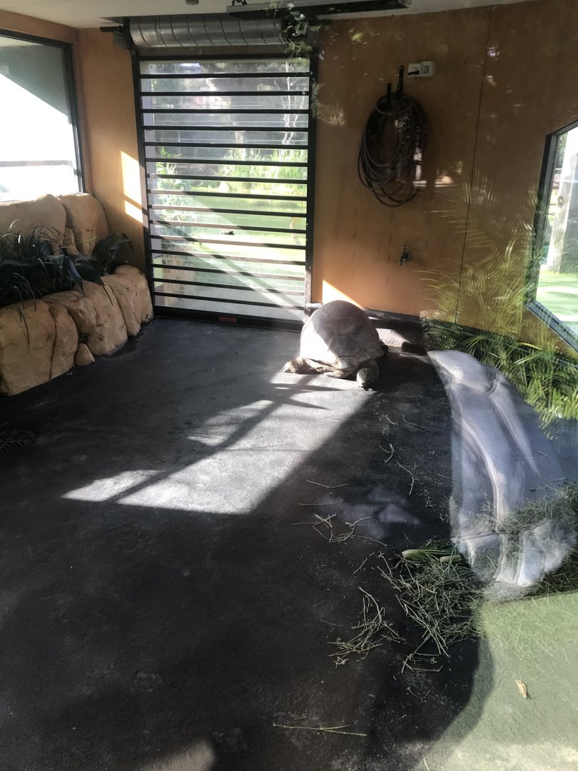 Aldabra Giant Tortoise