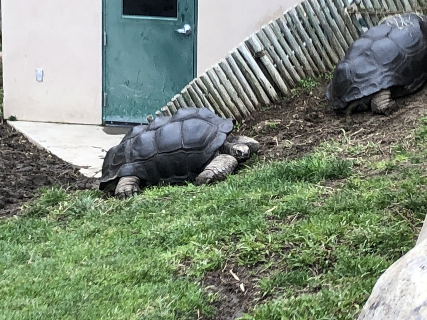 Aldabra giant tortoise